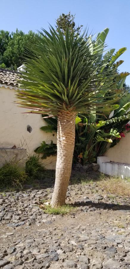 Ferienwohnung La Casita De La Vega Icod De Los Vinos Exterior foto