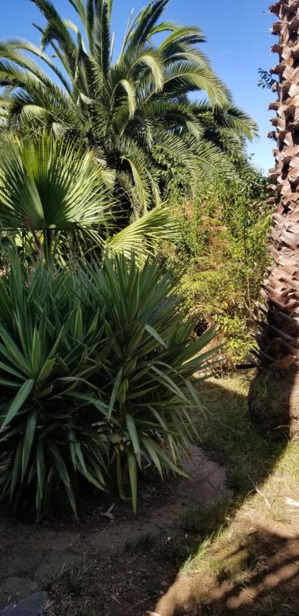Ferienwohnung La Casita De La Vega Icod De Los Vinos Exterior foto